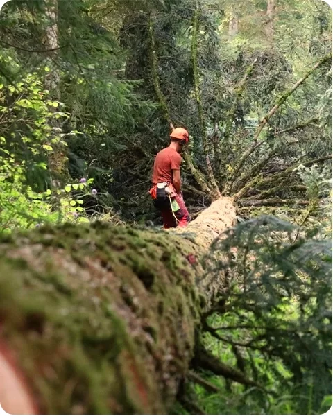 Achat et vente de grume de bois dans les Hautes-Alpes