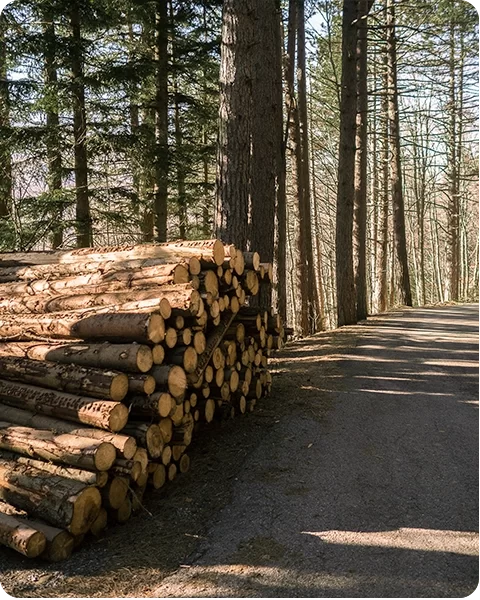 Achat et vente de grume de bois dans les Hautes-Alpes